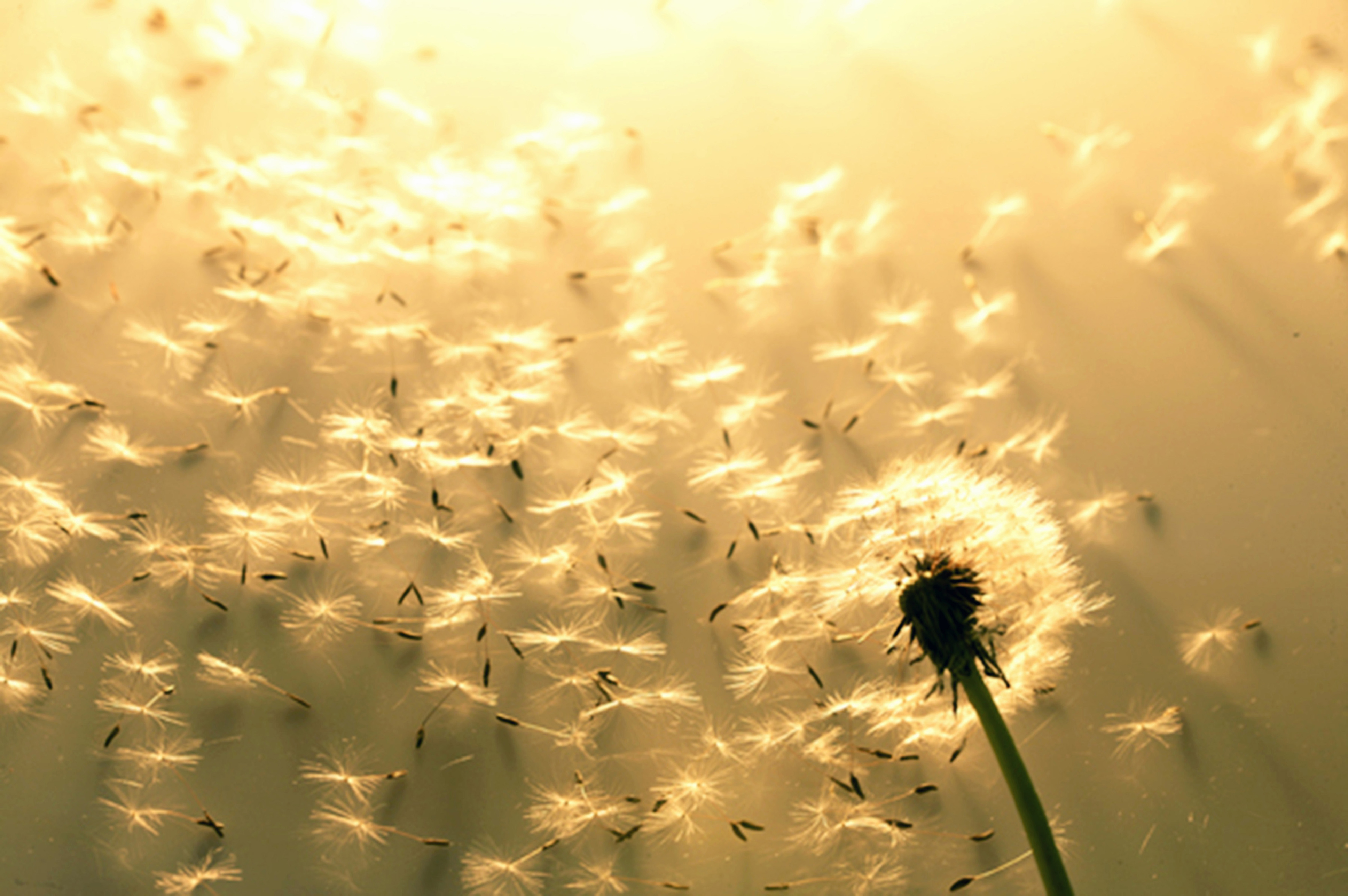 A photo of a dandelion with seeds blowing in the wind